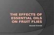 The Effects of Essential Oils on Fruit Flies