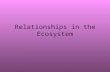Relationships in the Ecosystem