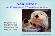 Sea Otter :  An Endangered / Threatened Animal