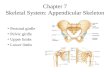 Chapter 7 Skeletal System: Appendicular Skeleton