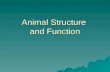 Animal Structure  and Function