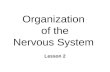 Organization   of the  Nervous System