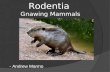 Rodentia Gnawing Mammals