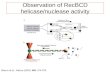 Observation of RecBCD helicase/nuclease activity