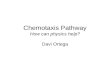Chemotaxis Pathway How can physics help?
