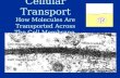 Cellular Transport How Molecules Are Transported Across The Cell Membrane.