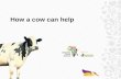 How a cow can help