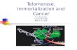 Telomerase, Immortalization and Cancer Eric Bankaitis Cancer Bio 169 March 9, 2006