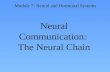 Neural Communication:  The Neural Chain