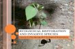 Ecological Restoration and Invasive Species