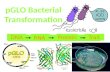 pGLO  Bacterial Transformation