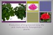 Production of Engineered long-life and male-sterile Pelargonium plants