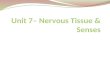 Unit 7– Nervous Tissue & Senses