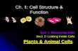 Plant & Animal Cell Structure & Function
