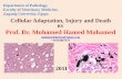 Cellular Adaptation, Injury and Death
