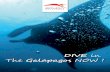 Galapagos Islands - Underwater adventures !