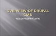 Drupal Web Developers