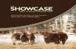 Alta Cedar Showcase Bull & Select Female Sale