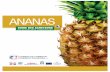 Guide des Acheteurs d'Ananas en République Dominicaine
