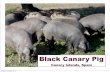 BLACK CANARY PIG