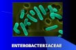 enterobacteriaceae (2)