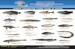 Fishes in Caraga-Freshwater Fishes