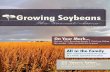 Growing Soybeans Fall 2011