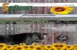 Sunflower Genetics - 18th Annual Production Sale
