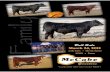 McCabe Beef Genetics Bull Sale