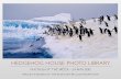 Ross Sea Adelie penguins - POTW 24 May 2012