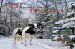 Winter 2008 Illinois Holstein Herald
