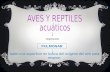 AVES Y REPTILE
