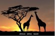 African Safari Search