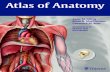 Atlas of Anatomy Sample Chapter