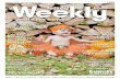 Jersey Weekly - Issue 100