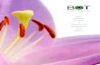Bot Flowerbulbs: Lilium, Iris and Gladiolus for the professional flowergrower