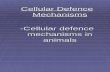 11a. Cellular defence mechanisms - animals 08