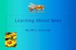 Learning About Bees
