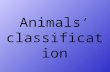 Animals' classification