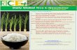 2nd december,2014 daily global rice e newsletter by riceplus magazine