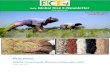 9th january,2015 daily global rice e newsletter by riceplus magazine