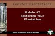 Conifer plantation management module 7