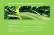 Arundo-donax biomass (RU)