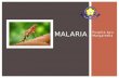 Malaria (Puspita-08044).pptx