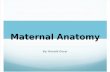 Ch 2 Maternal Anatomy