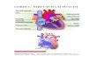 Anatomie CORDUL Sistemul Circulator