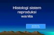 Histologi Sistem Reproduksi