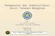 Pengenalan dan Indentifikasi Jenis Tanaman Mangrove.pptx