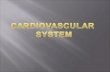 cardiovascularsystem fkm 2013