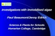 Investigations with immobilised algae Paul Beaumont/Jenny Edrich Science & Plants for Schools Homerton College, Cambridge.